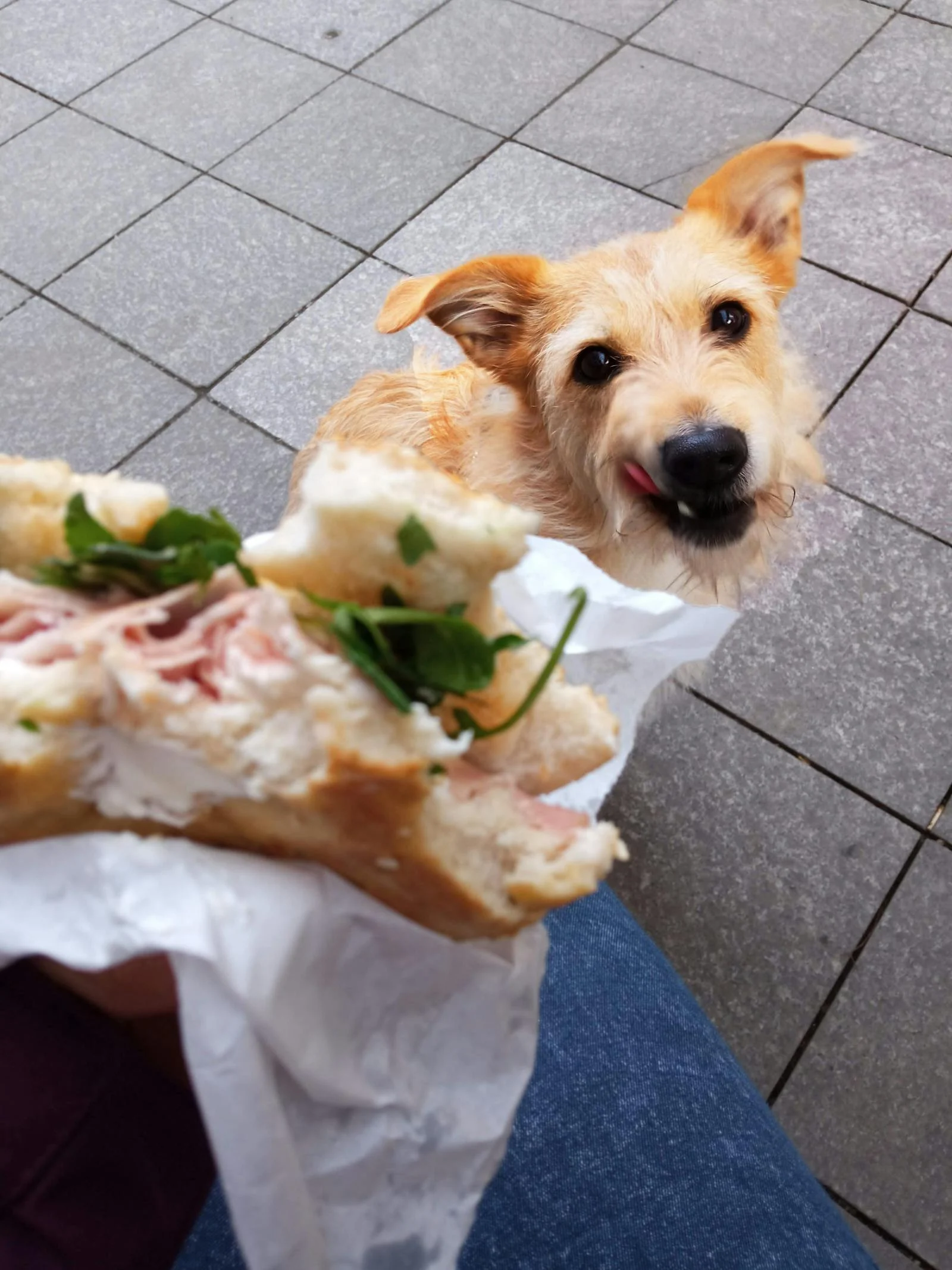 Pantangan Makanan Anjing Beagle